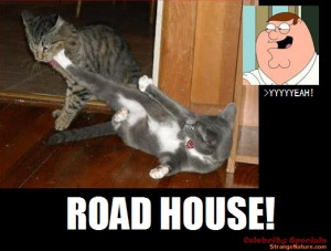 Family Guy Roadhouse! [Fighting Cat gets a 