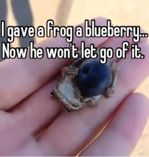 Funniest_Memes_i-gave-a-frog-blueberry-now-he-won-t_1711.jpeg