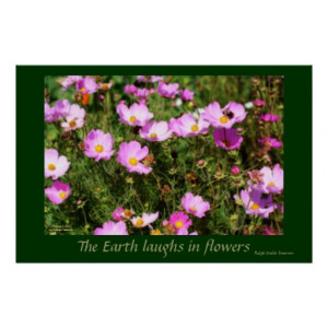 Cosmos Flowers Quote Inspirational Poster