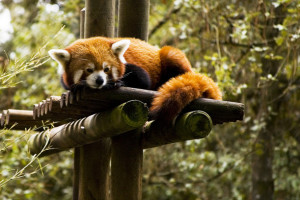 Red Panda, La Palmyre Zoo, France ---- Top 65 Most beautiful animal ...