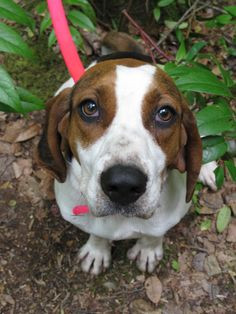 Treeing Walker Coonhounds! Best dogs ever! http://www.akc.org/breeds ...