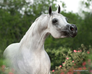White Arabian Horses