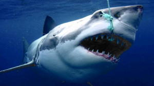 Sharks are getting deadlier: study