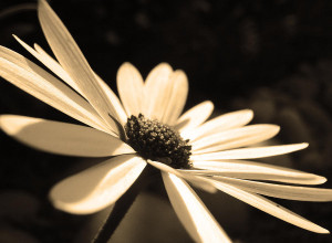 Flowers In Sepia