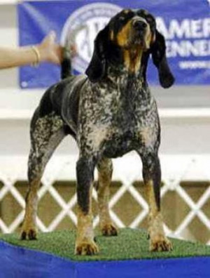 Funny Quotes Bluetick Coonhound 510 X 382 47 Kb Jpeg