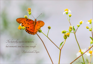 butterfly quote