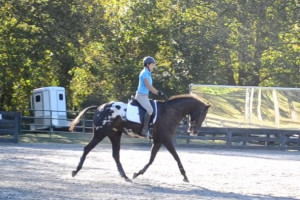 ... New Ownership- Wapuzzan at the Horse Classifieds forum - Horse Forums