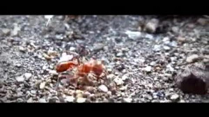 Ant Wars - The Copyright Wars (A Star Wars Parody) Lots of ants ...