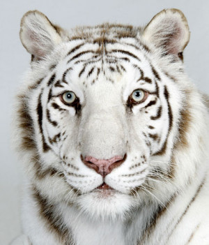 Save White Royal Bengal Tigers
