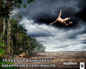 best new funny pictures disappearing rainforest