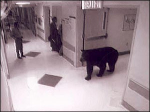 Dumb.com » Pictures » Bear Visits Hospital Picture