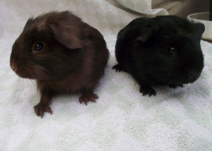 pet guinea pigs £ 5 posted 1 year ago for sale rodents guinea pig ...
