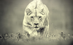 View Female Lion in full screen