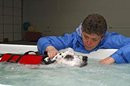 ... called canine rehabilitation is one way to help older dogs stay active