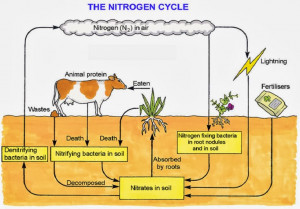 Period Nitrogen Cycle