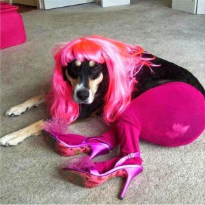 Pink Dog