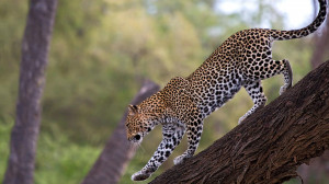 african-leopard-4815.jpg