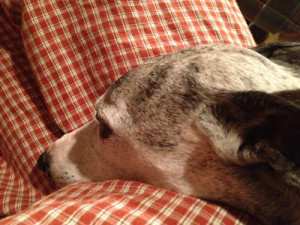 Drop It and Eat: Drop the Diet, Manage Your Weight