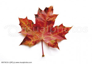 Autumn Colored Maple Leaf