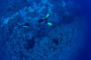 Technical Diver Exiting The Famous Canyon Of Thomas Reef