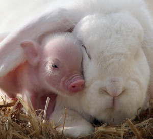This little micro pig and fluffy white rabbit is bound to make you go ...
