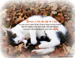 Download Wallpaper Cat Autumn Leaves Nature Free Desktop