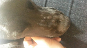 Dogs Bumps Nose
