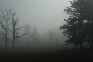 the fog is so dense out there this morning the world looks like