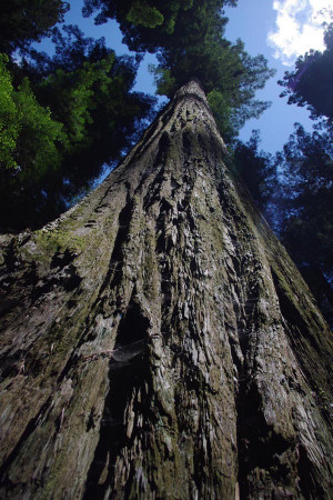 We just returned from 8 days camping in the ancient Redwood Forest. I ...