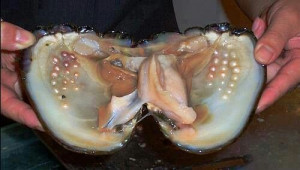 Inside an oyster growing a pearl