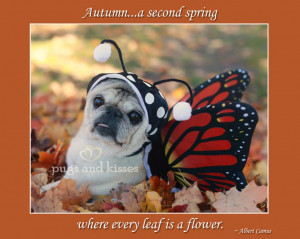 Gretta the Pug Costume Butterfly Halloween 2012 IMG 1164 by Pugs and ...