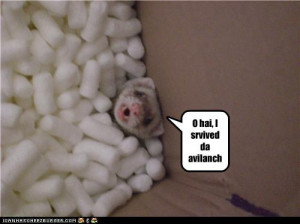 funny-pictures-ferret-survived-avalanche.jpg#funny%20avalanche%20gif