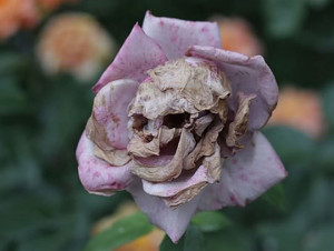 Funny photos funny flower skull fall Halloween