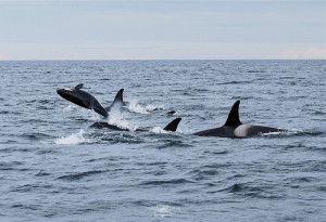 Young Killer whale with its family at Langara Island, Haida Gwaii by ...