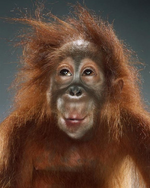 funny monkey portrait