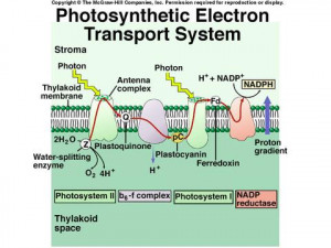 Electron Transport Chain Photosynthesis
