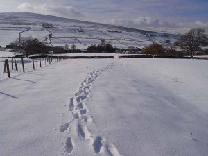 Description Footprints in the snow - geograph.org.uk - 1157366.jpg