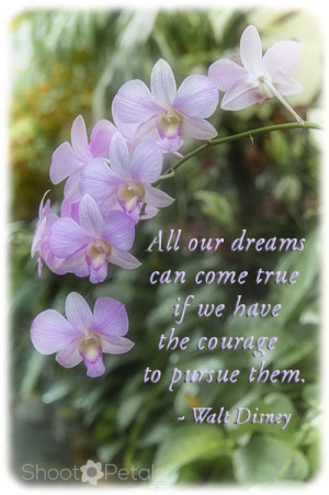 Violet coloured epidendrum orchids with Disney quote. To add text ...