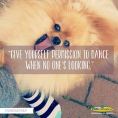 Pomeranian #Breed #Motto : Give yourself permission to #dance when no ...