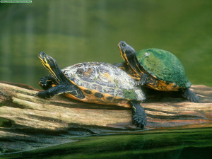 Turtles turtles