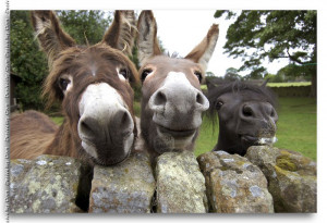 Funny Happy Donkey Family Faces