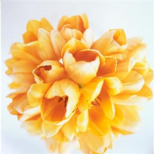 Will yellow tulips do?