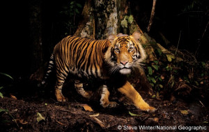 Endangered Species Spotlight: The Sumatran Tiger