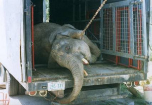 cruelty circus real people aware circuses ringling bros traveling ...