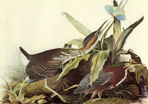 Audubon John James American Coot Ornithology Fine Art Print Poster