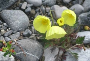 Arctic Poppy, photo by Anna Berge.