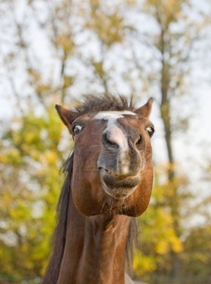 Funny Horse | Face