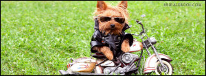 ... yorkshire-terrier-adorable-cute-sweet-facebook-timeline-cover-photo