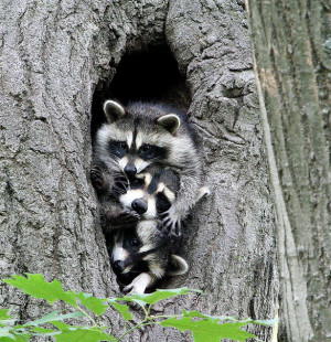 Raccoon Family by Brian Tang