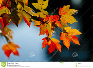 Fall Season Colors